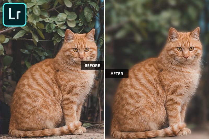 How to Blur Background in Lightroom [the Latest Version]